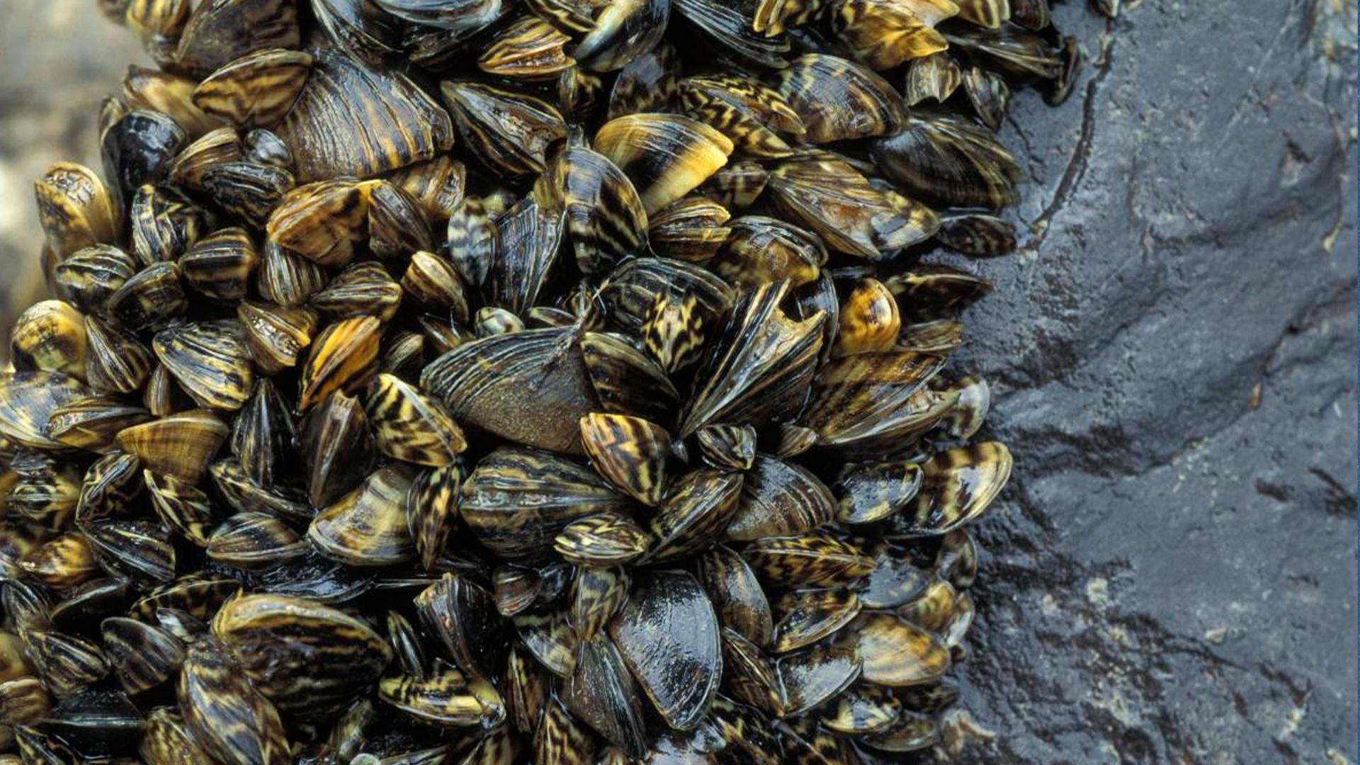 New Efforts To Control Spread Of Invasive Zebra Mussels